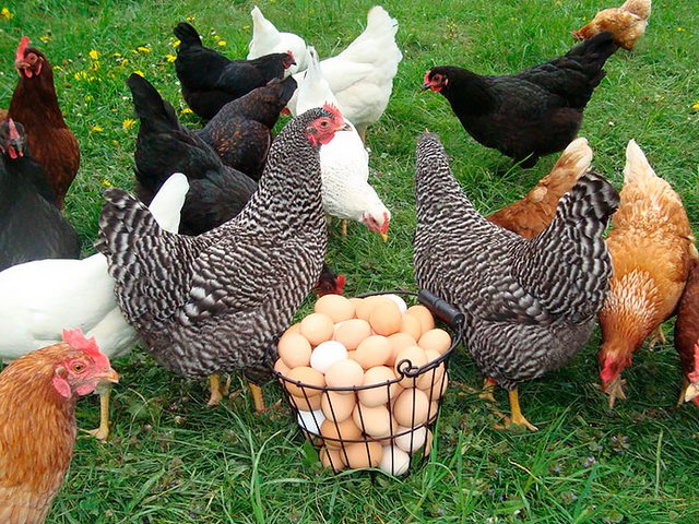Содержание кур и уход за ними | ЗооТом - продажа, вязка и услуги для животных в Куйбышеве