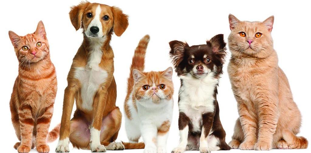 Доска объявлений о животных | ЗооТом - продажа, вязка и услуги для животных в Куйбышеве