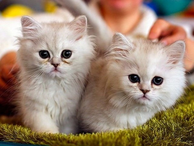 Породы кошек в Куйбышеве | ЗооТом портал о животных