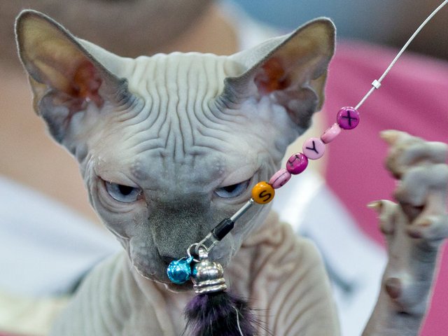 Выставки кошек в Куйбышеве | ЗооТом портал о животных