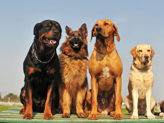 Крупные породы собак в Куйбышеве | ЗооТом портал о животных